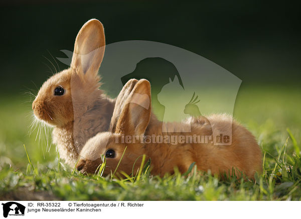 junge Neuseelnder Kaninchen / RR-35322