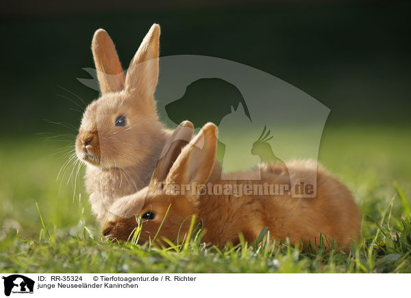 junge Neuseelnder Kaninchen / RR-35324