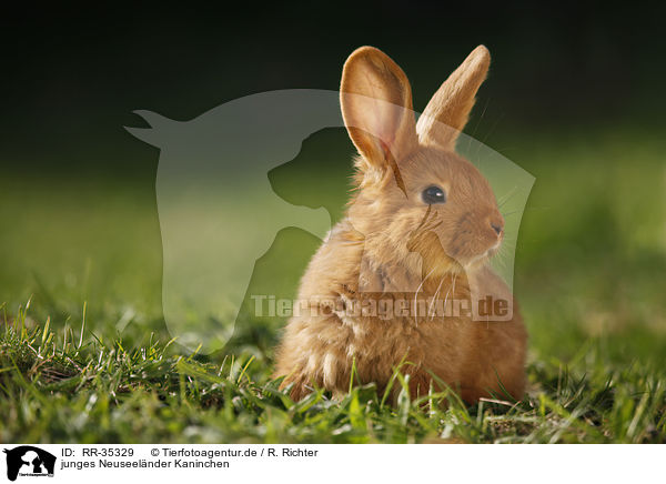 junges Neuseelnder Kaninchen / RR-35329