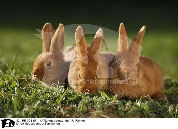 junge Neuseelnder Kaninchen / RR-35335