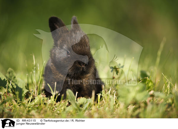 junger Neuseelnder / young rabbit / RR-43115