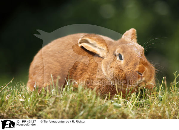 Neuseelnder / rabbit / RR-43127