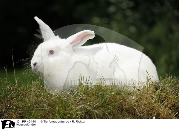 Neuseelnder / rabbit / RR-43140