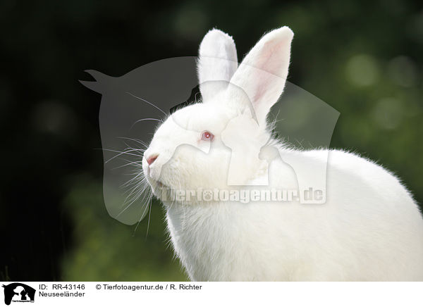 Neuseelnder / rabbit / RR-43146