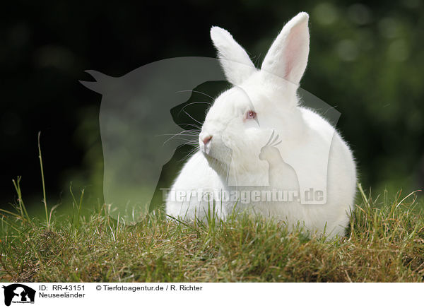 Neuseelnder / rabbit / RR-43151
