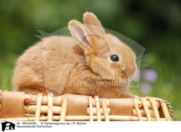 Neuseelnder Kaninchen / New Zealander rabbit / RR-54286