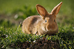 junges Neuseelnder Kaninchen