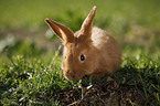 junges Neuseelnder Kaninchen