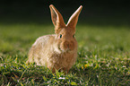 junges Neuseelnder Kaninchen