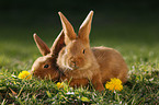 junge Neuseelnder Kaninchen