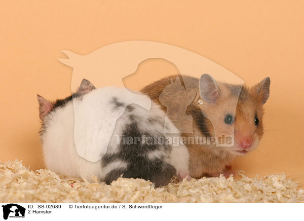 2 Hamster / SS-02689