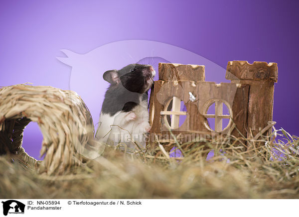 Pandahamster / hamster / NN-05894