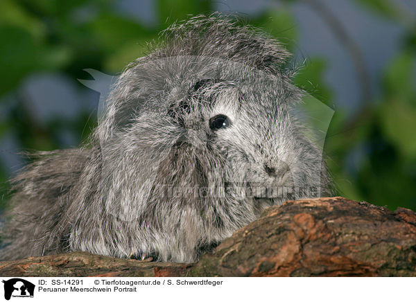 Peruaner Meerschwein Portrait / guinea pig portrait / SS-14291