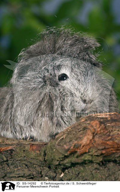 Peruaner Meerschwein Portrait / guinea pig portrait / SS-14292