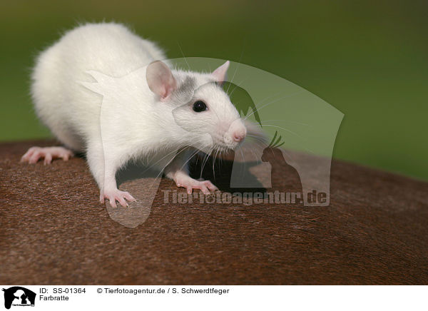 Farbratte / rat / SS-01364