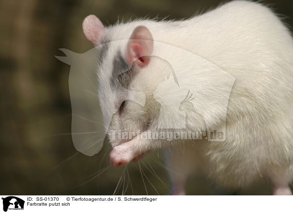 Farbratte putzt sich / rat is cleaning itself / SS-01370