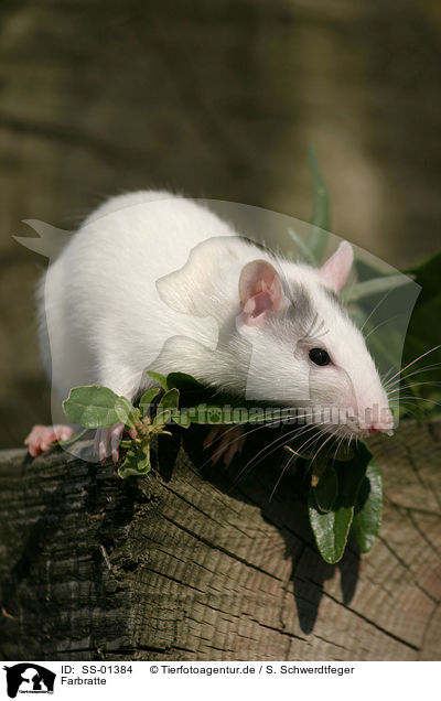 Farbratte / rat / SS-01384