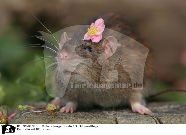 Farbratte mit Blmchen / rat with flower / SS-01388