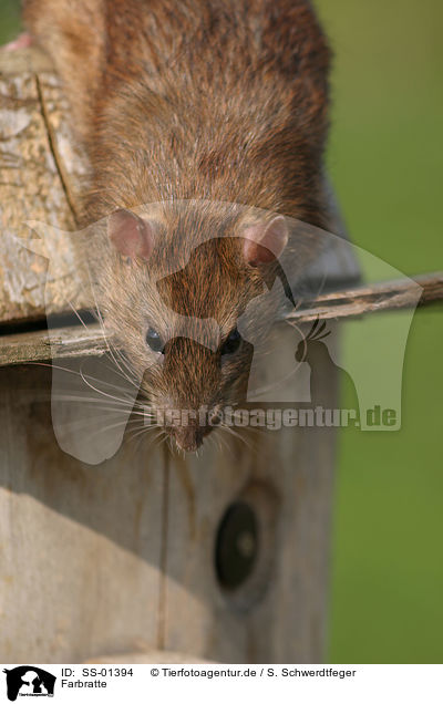 Farbratte / rat / SS-01394