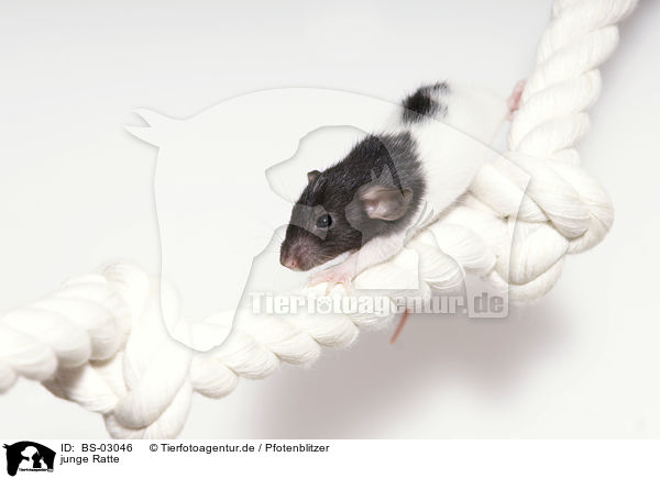 junge Ratte / young rat / BS-03046