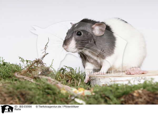 Ratte / rat / BS-03066