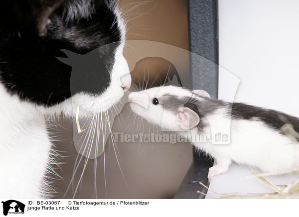 junge Ratte und Katze / BS-03067