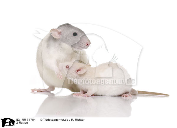 2 Ratten / RR-71784