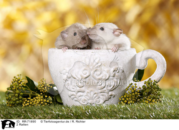 2 Ratten / 2 rats / RR-71890