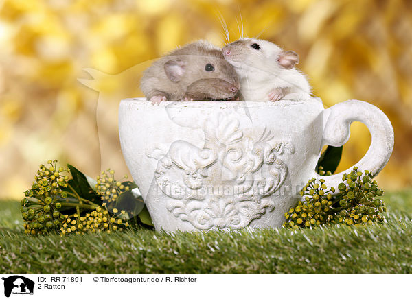 2 Ratten / RR-71891