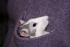 Ratte in Hemdtasche