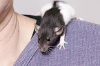 junge Ratte