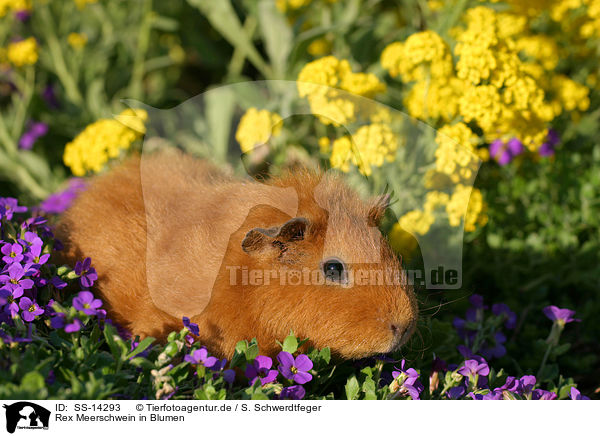 Rex Meerschwein in Blumen / guinea pig in flowers / SS-14293