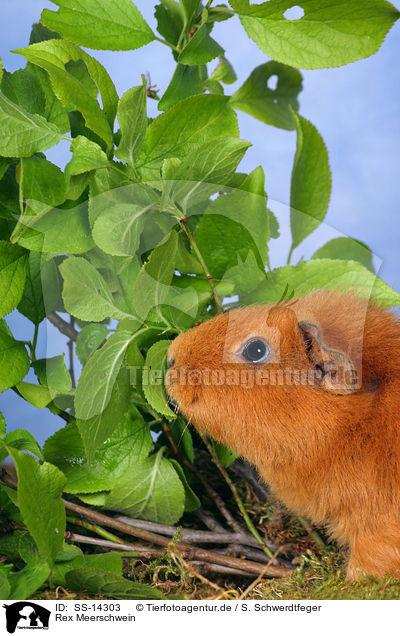 Rex Meerschwein / SS-14303