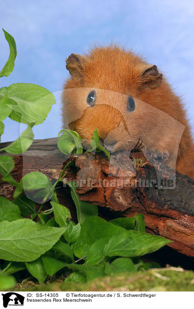 fressendes Rex Meerschwein / eating guinea pig / SS-14305