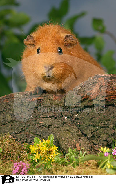 Rex Meerschwein Portrait / guinea pig Portrait / SS-14314
