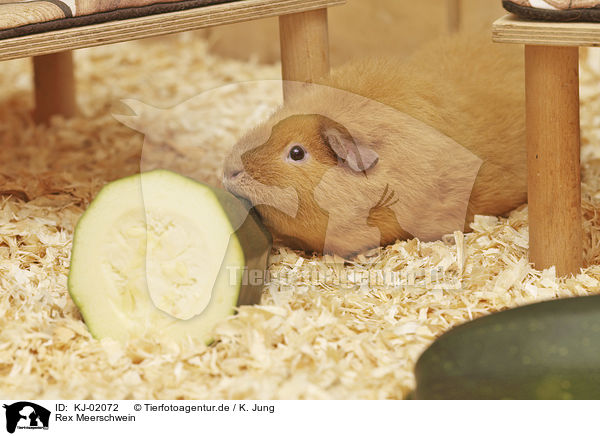 Rex Meerschwein / Rex Guinea Pig / KJ-02072