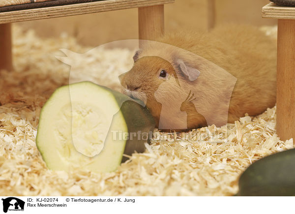 Rex Meerschwein / Rex Guinea Pig / KJ-02074