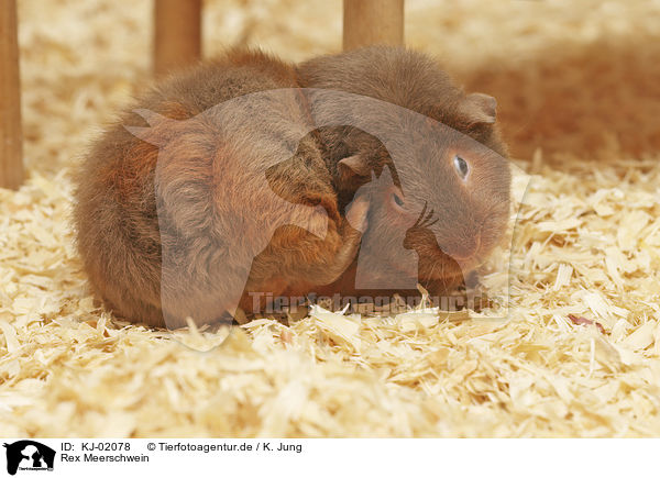 Rex Meerschwein / Rex Guinea Pig / KJ-02078