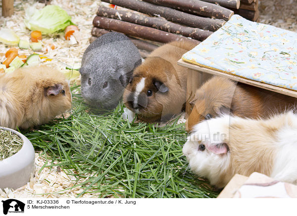 5 Merschweinchen / 5 Guinea Pigs / KJ-03336