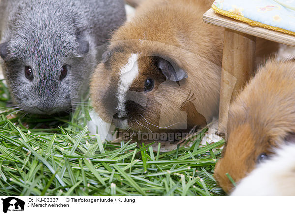 3 Merschweinchen / 3 Guinea Pigs / KJ-03337