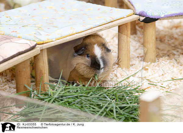 Rexmeerschweinchen / Rex Guinea Pig / KJ-03355