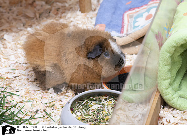Rexmeerschweinchen / Rex Guinea Pig / KJ-03360