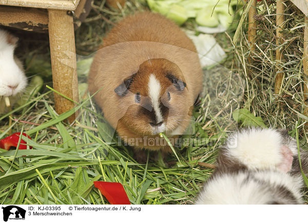 3 Merschweinchen / 3 Guinea Pigs / KJ-03395