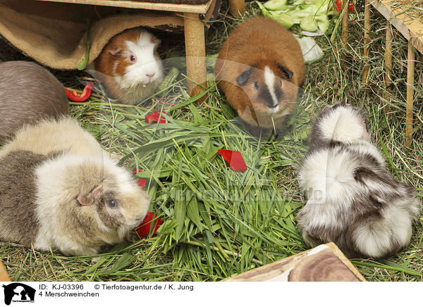 4 Merschweinchen / 2 Guinea Pigs / KJ-03396