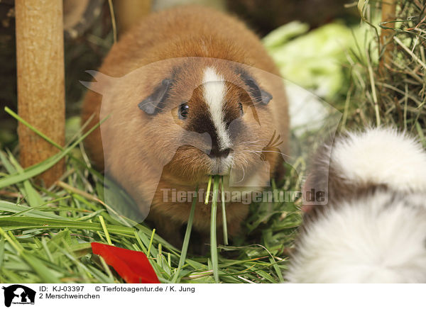 2 Merschweinchen / 2 Guinea Pigs / KJ-03397