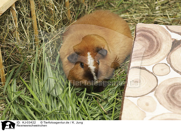 Rexmeerschweinchen / Rex Guinea Pig / KJ-03422