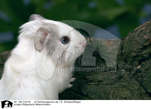 junges Ridgeback Meerschwein / young Ridgeback guinea pig / SS-14318