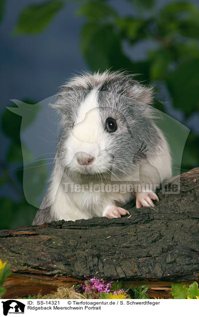 Ridgeback Meerschwein Portrait / Ridgeback guinea pig Portrait / SS-14321