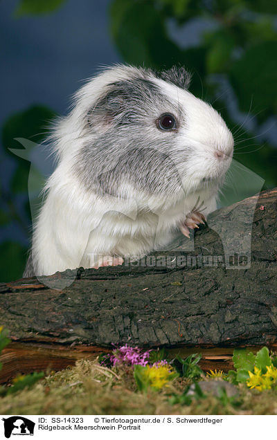 Ridgeback Meerschwein Portrait / Ridgeback guinea pig Portrait / SS-14323