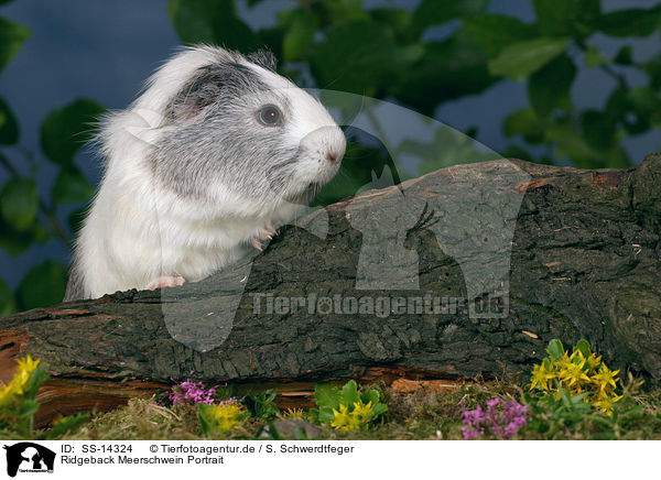 Ridgeback Meerschwein Portrait / Ridgeback guinea pig Portrait / SS-14324